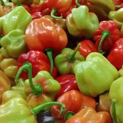 Chilli produced locally in Maldivian island farms